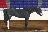 Horse Color:Black 