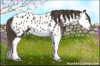 Horse Color:Liver Chestnut Splash Appaloosa 