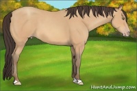 Horse Color:Amber Champagne