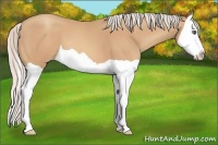 Horse Color:Silver Amber Champagne Splash