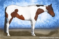 Horse Color:Bay Tobiano 