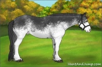 Horse Color:White Spotted Black 