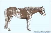 Horse Color:Silver Black Sabino 
