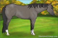 Horse Color:Smoky Grullo Roan 