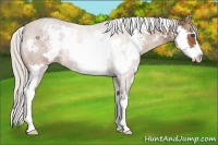 Horse Color:White Spotted Silver Bay Roan Splash Frame 