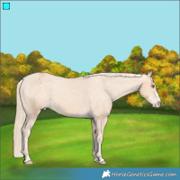 Horse Color:Gold Champagne Appaloosa 