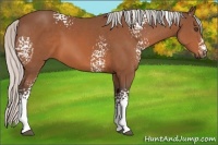 Horse Color:White Spotted Silver Bay 
