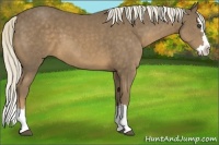 Horse Color:Chocolate Palomino Sabino Splash 