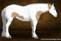 Horse Color:Buckskin Splash Tobiano 