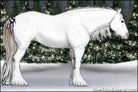 Horse Color:Buckskin Ice Appaloosa 