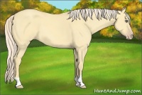 Horse Color:Gold Cream Champagne Dun