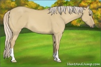 Horse Color:Palomino Dun