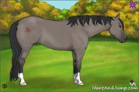 Horse Color:Grullo 