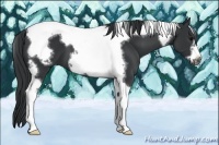 Horse Color:Black Tobiano Frame