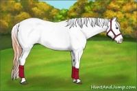 Horse Color:Buckskin Roan Appaloosa 