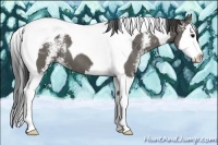 Horse Color:White Spotted Grullo Splash Tobiano