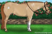 Horse Color:White Spotted Red Dun 