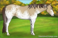 Horse Color:White Spotted Classic Champagne Dun