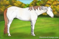 Horse Color:White Spotted Amber Cream Champagne Pearl Dun 