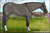 Horse Color:Grullo
