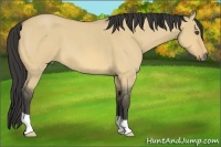 Horse Color:Buckskin Roan Dun 