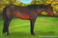Horse Color:Brown Sabino 