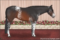 Horse Color:White Spotted Brown 