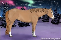 Horse Color:Chestnut Splash 