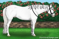 Horse Color:Silver Bay Sabino Leopard 