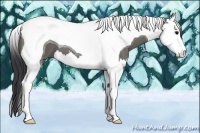 Horse Color:Grullo Splash Tobiano 