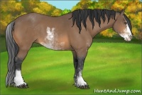 Horse Color:Buckskin Sabino