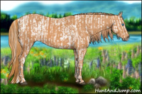 Horse Color:Brown Pearl Sabino Splash Appaloosa  Brindle