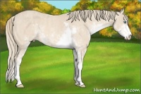 Horse Color:Perlino Sabino Brindle