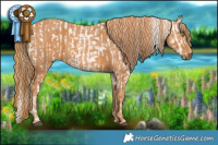 Horse Color:Brown Pearl Sabino Appaloosa  Brindle