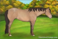 Horse Color:Amber Champagne 