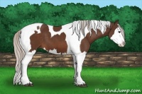 Horse Color:Silver Bay Sabino Splash Tobiano 