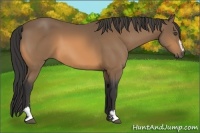 Horse Color:Buckskin Sabino