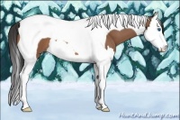 Horse Color:Buckskin Splash Tobiano 