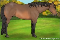 Horse Color:Buckskin Sabino
