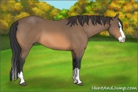 Horse Color:Buckskin Sabino Splash