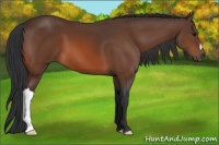 Horse Color:Bay 