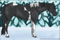 Horse Color:Black Tobiano