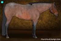 Horse Color:Bay Roan 