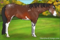 Horse Color:Bay Sabino 