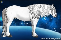 Horse Color:White Spotted Black Splash Appaloosa Rabicano 