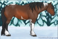 Horse Color:Bay Tobiano 