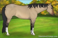 Horse Color:Bay Roan Dun 