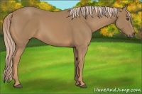 Horse Color:Palomino 