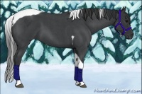 Horse Color:Blue Roan Tobiano