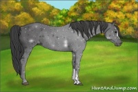 Horse Color:Smoky Black 